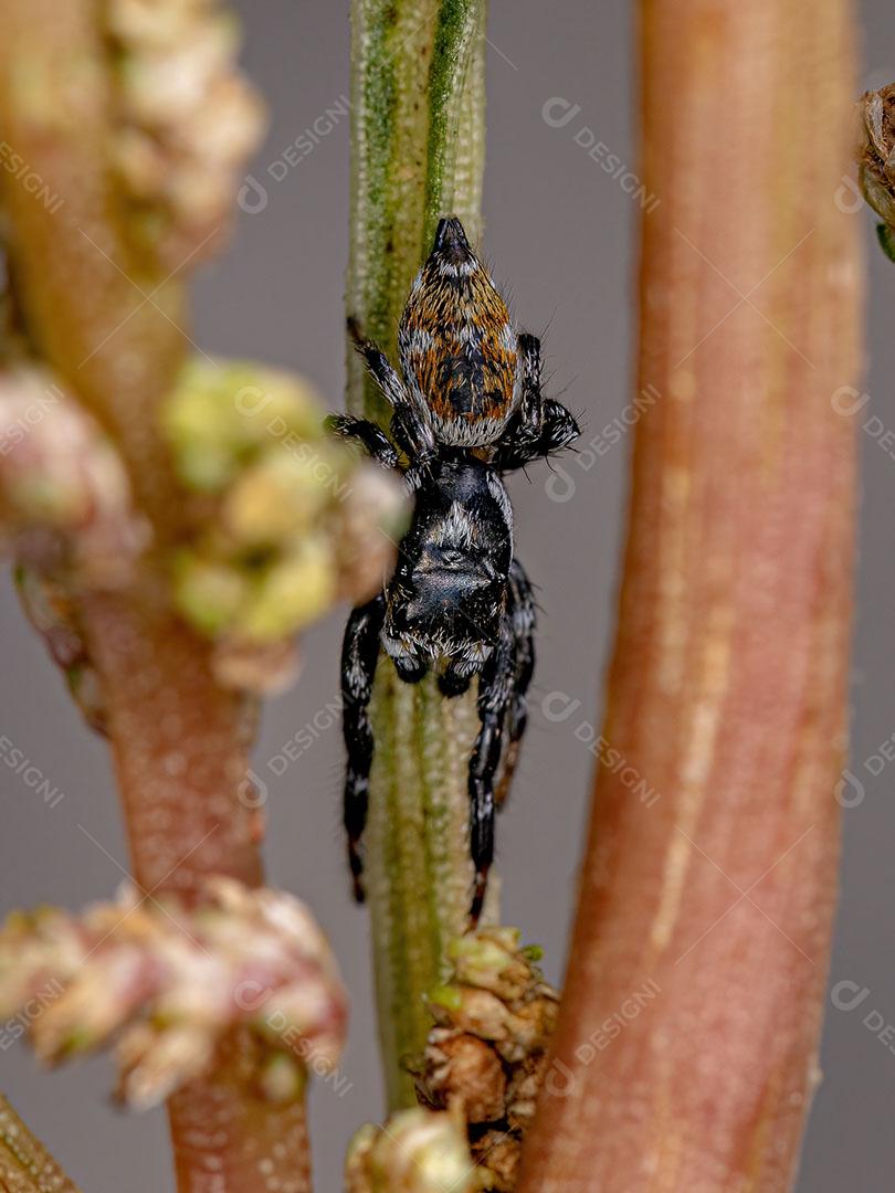 Aranha Saltadora Macho Adulto do Gênero Pachomius Imagem JPG