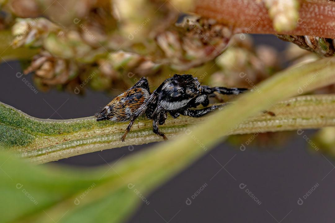Aranha Saltadora Macho Adulto do Gênero Pachomius Imagem JPG