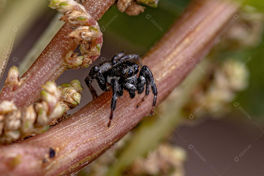 Aranha Saltadora Macho Adulto do Gênero Pachomius Imagem JPG