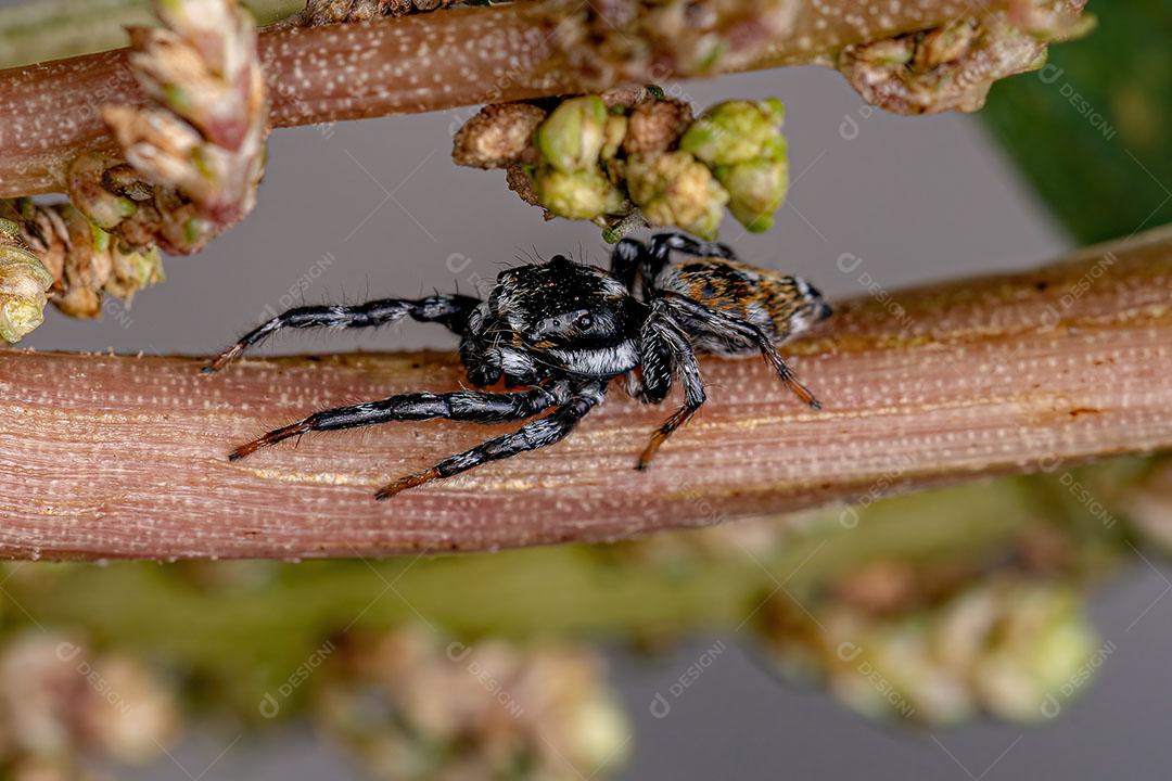 Aranha Saltadora Macho Adulto do Gênero Pachomius Imagem JPG