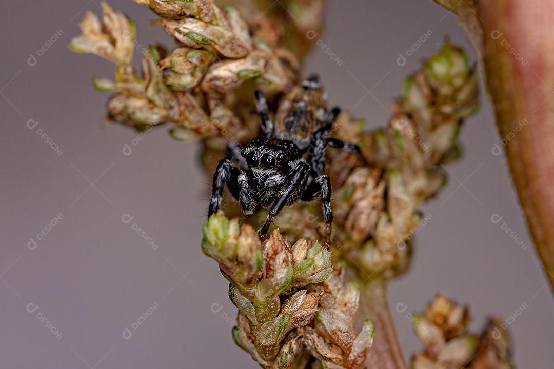 Aranha Saltadora Macho Adulto do Gênero Pachomius Imagem JPG