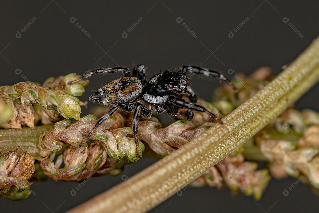 Aranha Saltadora Macho Adulto do Gênero Pachomius Imagem JPG