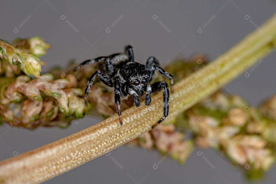 Aranha Saltadora Macho Adulto do Gênero Pachomius Imagem JPG