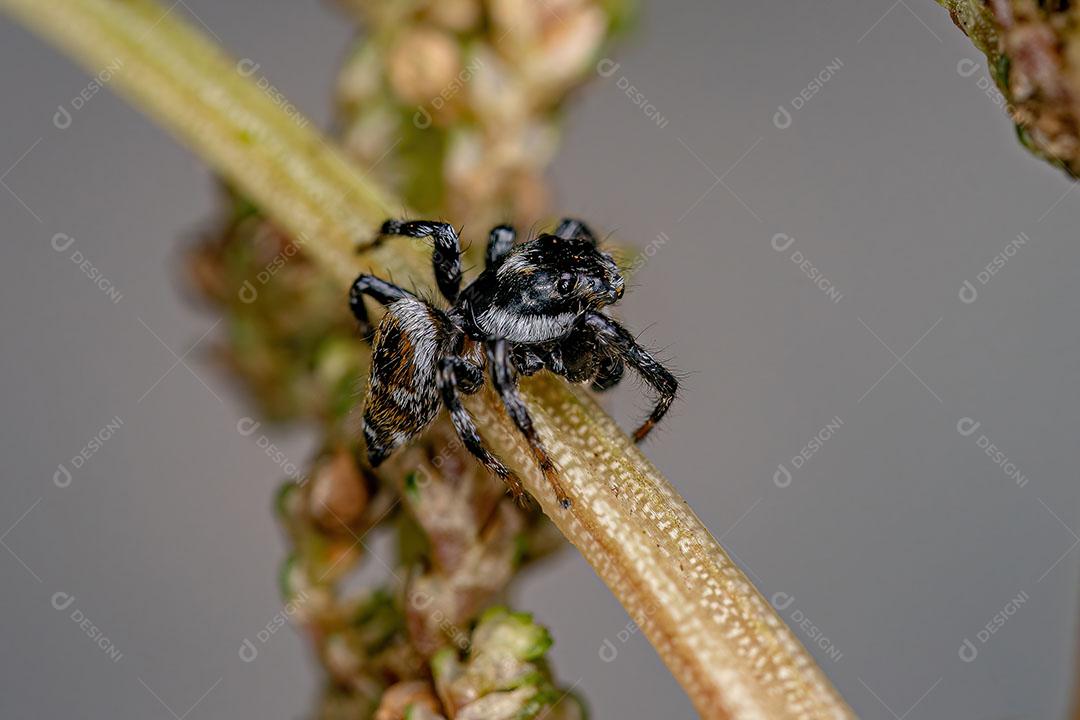 Aranha Saltadora Macho Adulto do Gênero Pachomius Imagem JPG