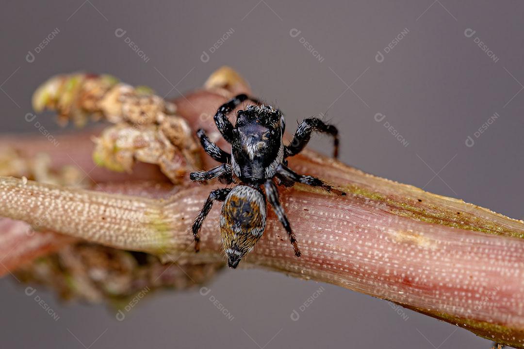 Aranha Saltadora do Gênero Pachomius Imagem JPG