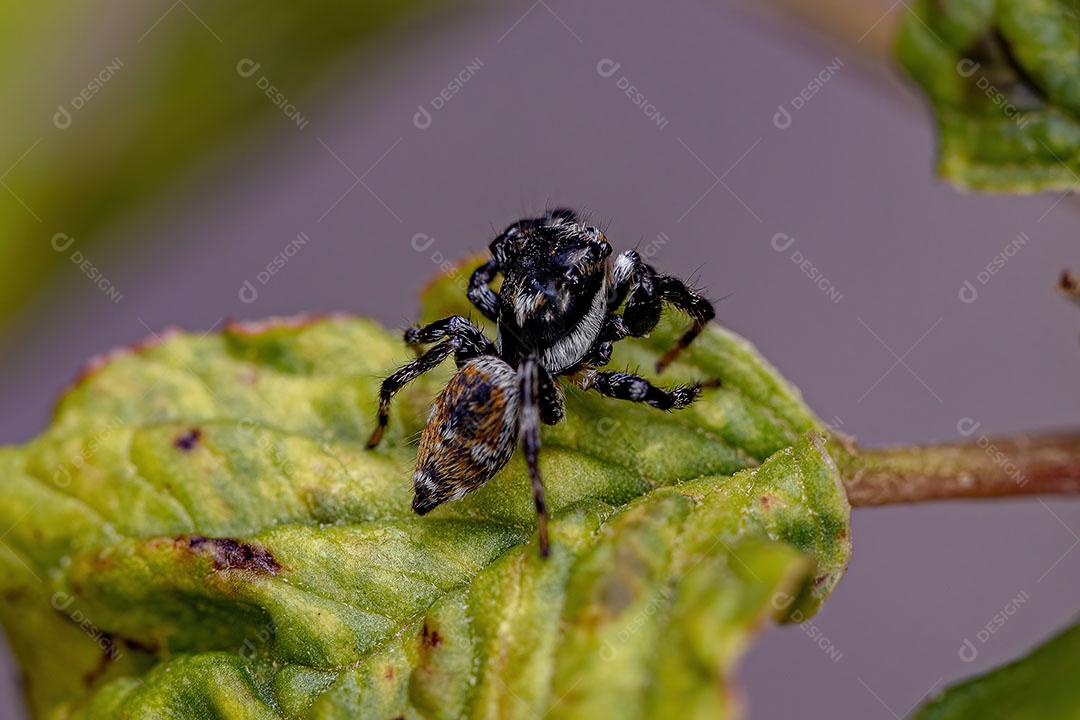 Aranha Saltadora do Gênero Pachomius Imagem JPG