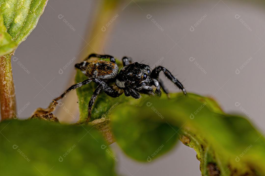 Aranha Saltadora fêmea Adulta do Gênero Pachomius Imagem JPG