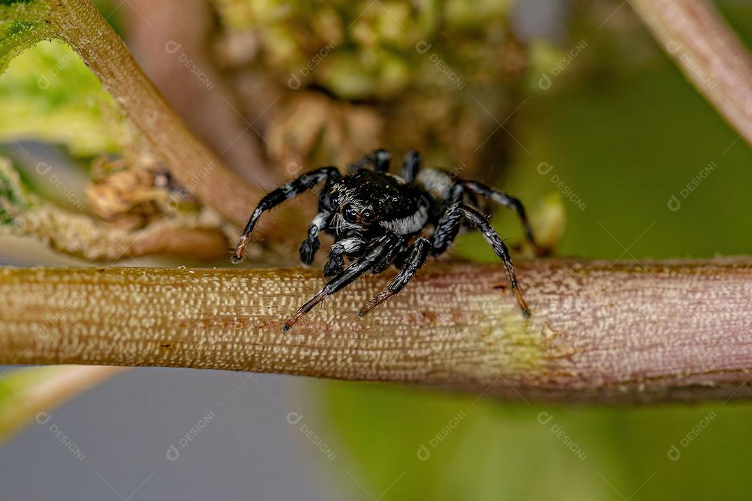 Aranha Saltadora do Gênero Pachomius Imagem JPG