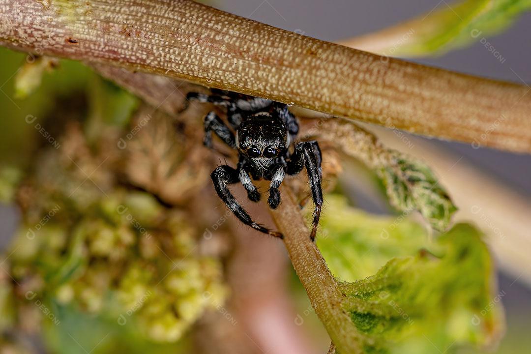 Aranha Saltadora do Gênero Pachomius Imagem JPG