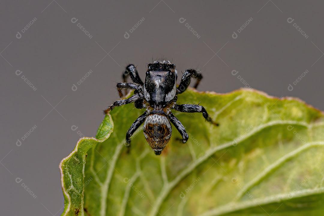 Aranha Saltadora do Gênero Pachomius Imagem JPG