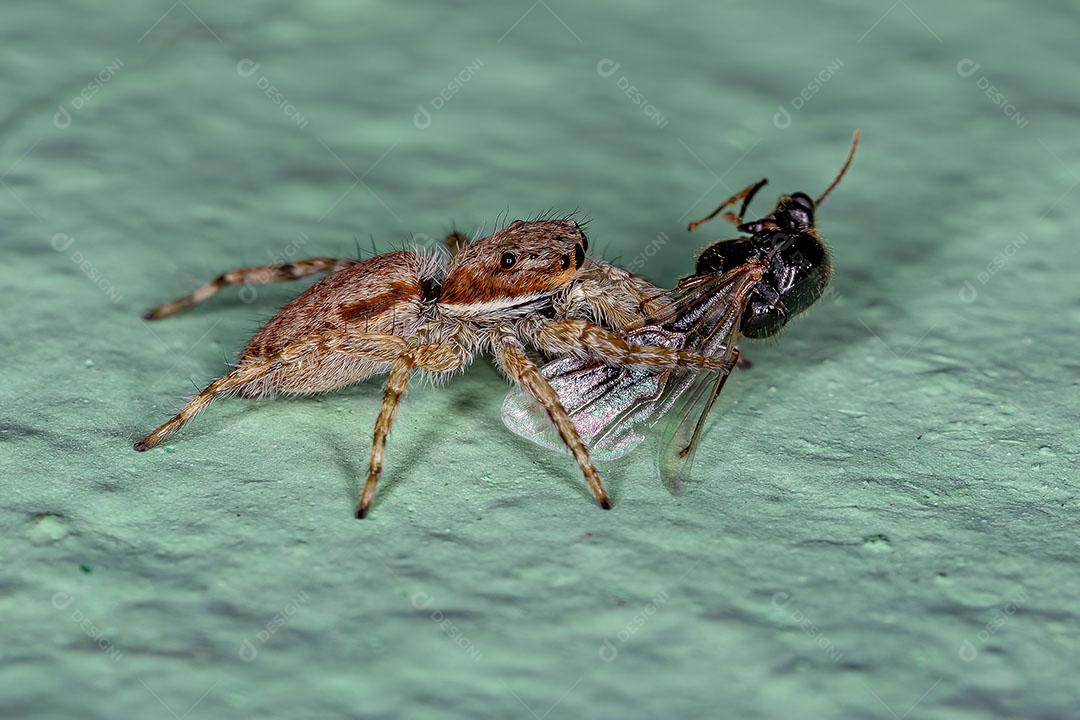 Aranha de Salto de Parede cinza Predando uma Formiga Imagem JPG