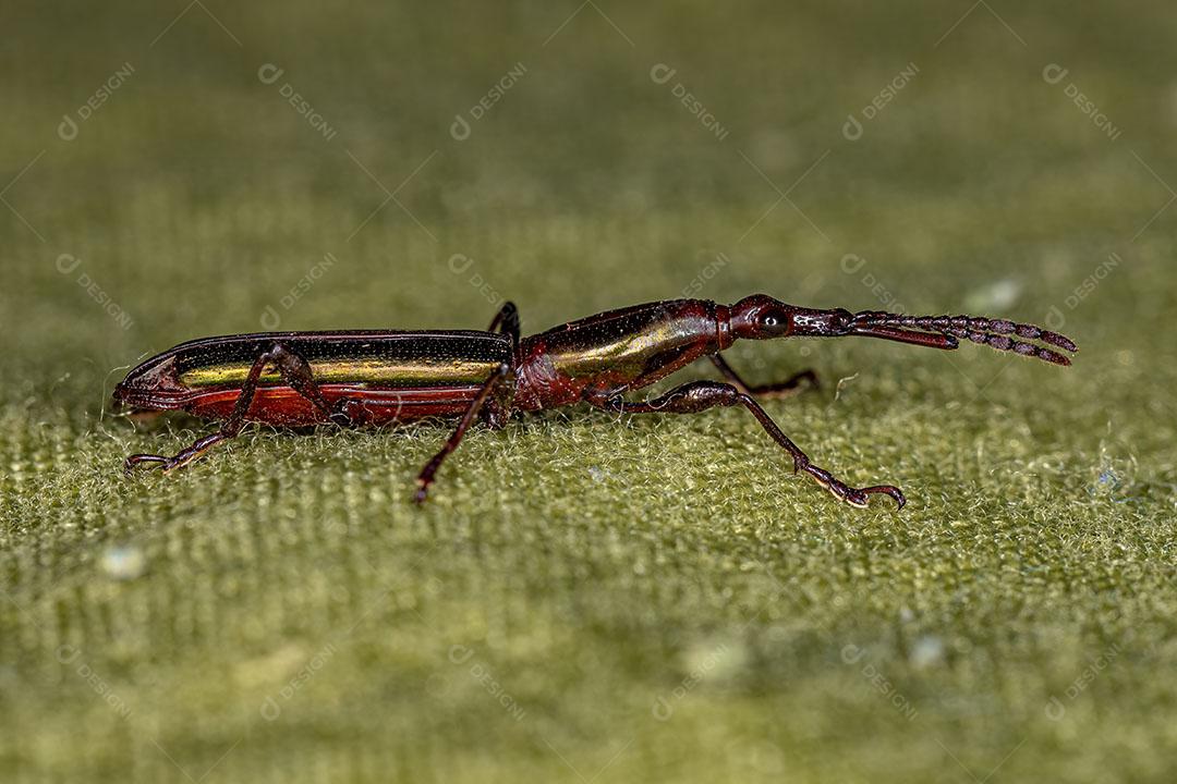 Gorgulho de Focinho Reto Adulto da Tribo Acratini Imagem JPG