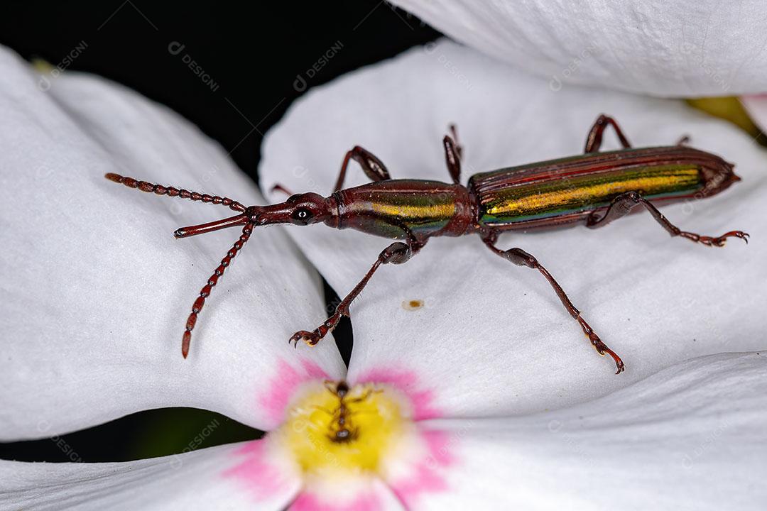 Gorgulho de Focinho Reto Adulto da Tribo Acratini Imagem JPG