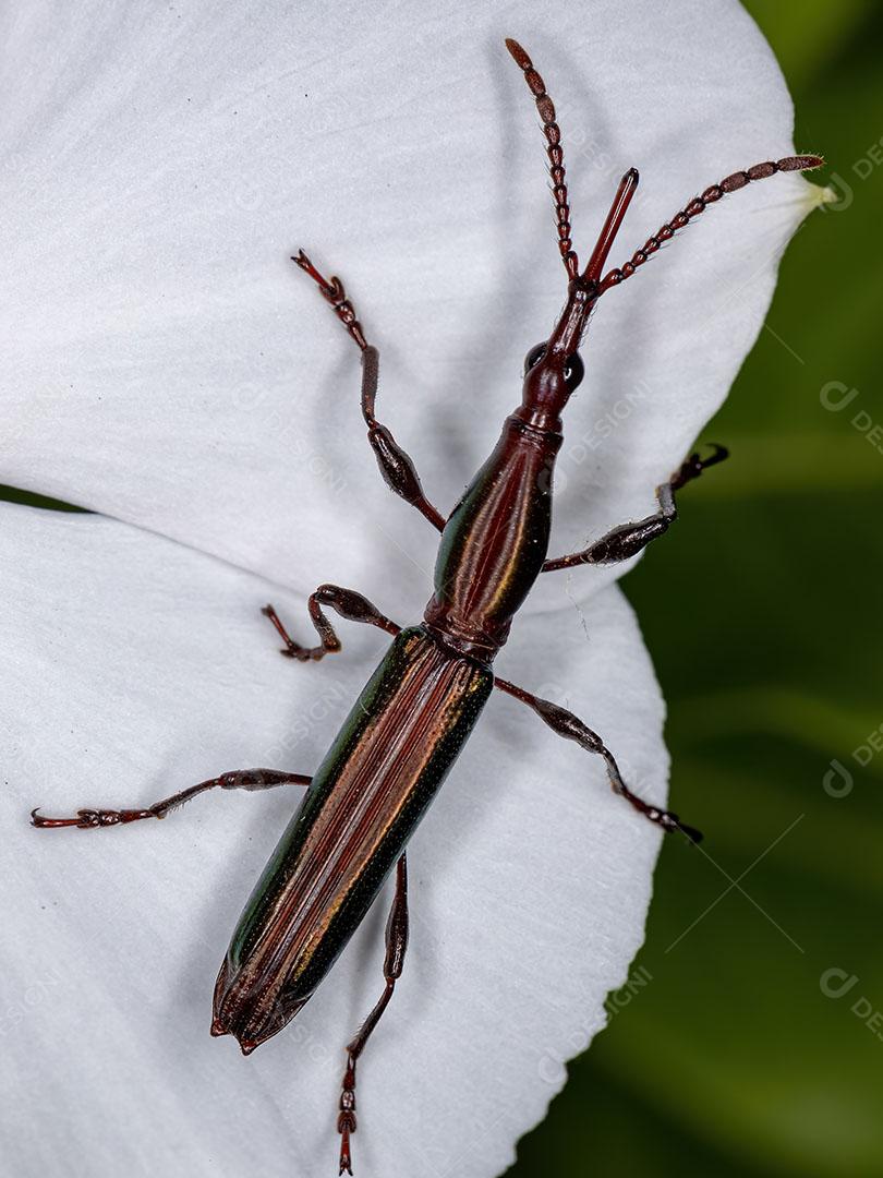 Gorgulho de Focinho Reto Adulto Imagem JPG