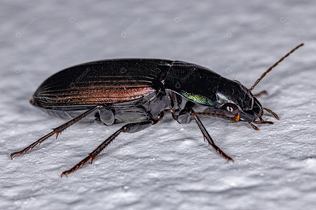 Besouro Terrestre Adulto da Espécie Neoaulacoryssus Epeciosus Imagem JPG