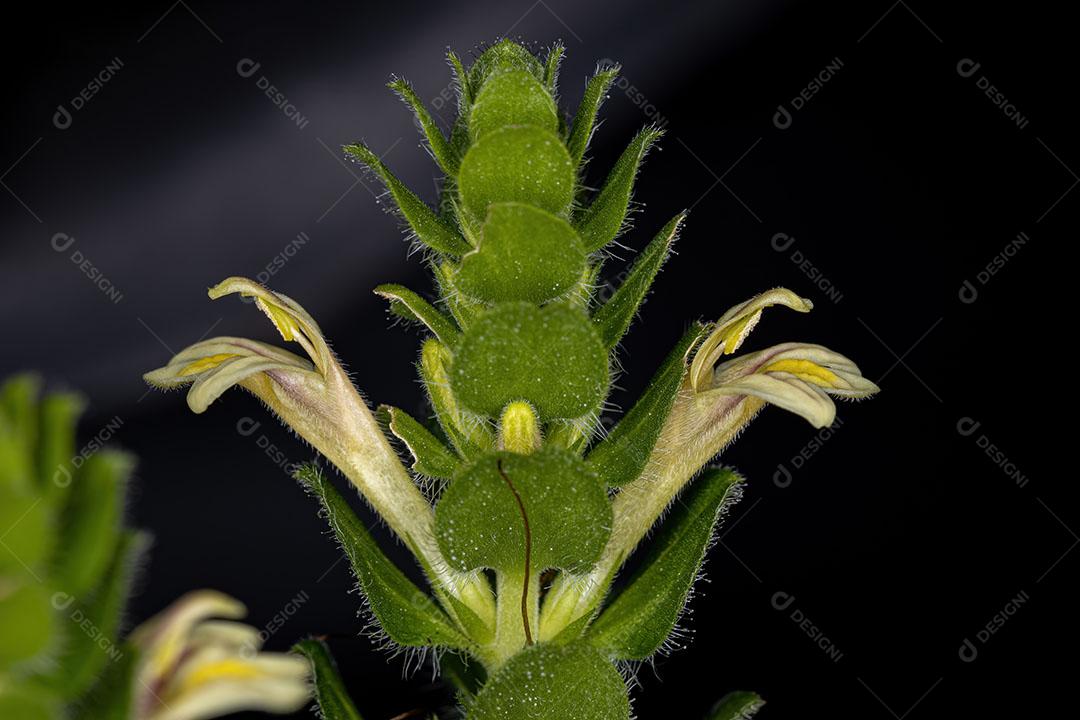 Planta Nervosa Com Flores Imagem JPG