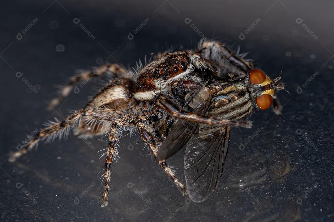 Aranha de Salto de Parede Cinzent da Espécie Menemerus bivittatus Imagem JPG