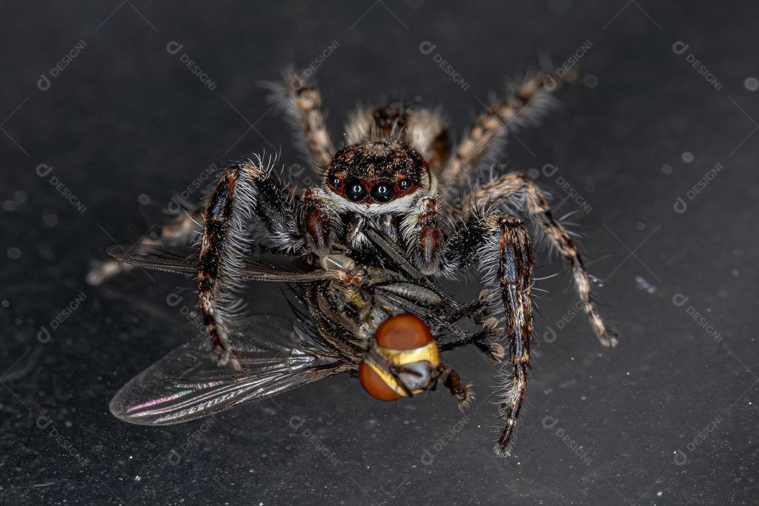 Aranha de Salto de Parede cinza Adulto Masculino Imagem  JPG