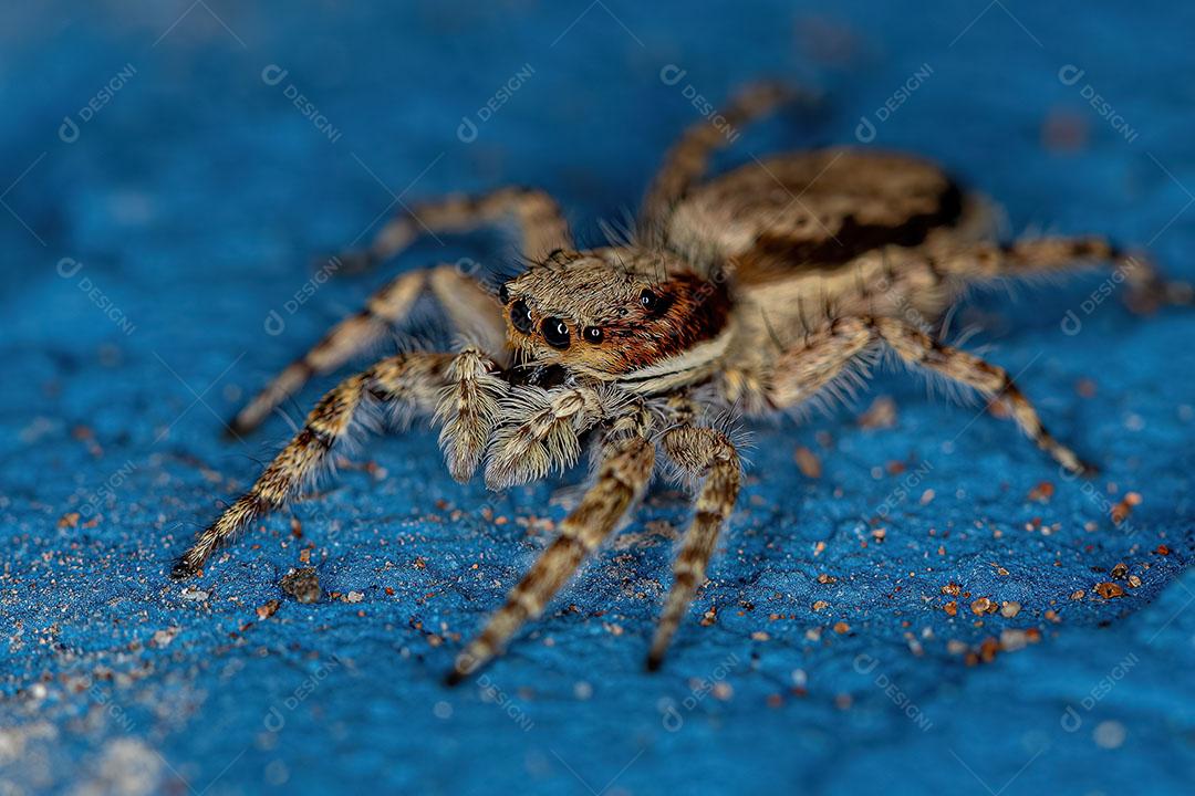 Aranha de Salto de Parede Cinza Fêmea Adulta Imagem JPG