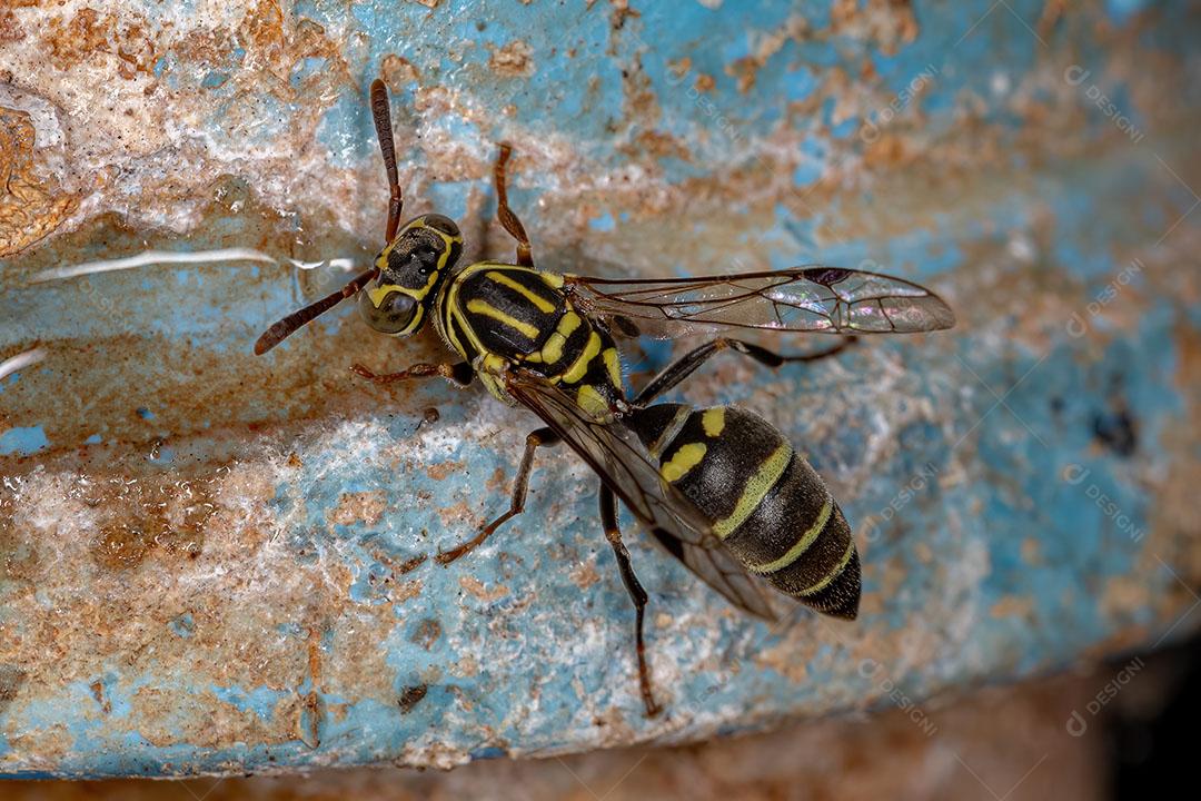 Vespa de Papel Adulta do Gênero Protopolybia Imagem JPG