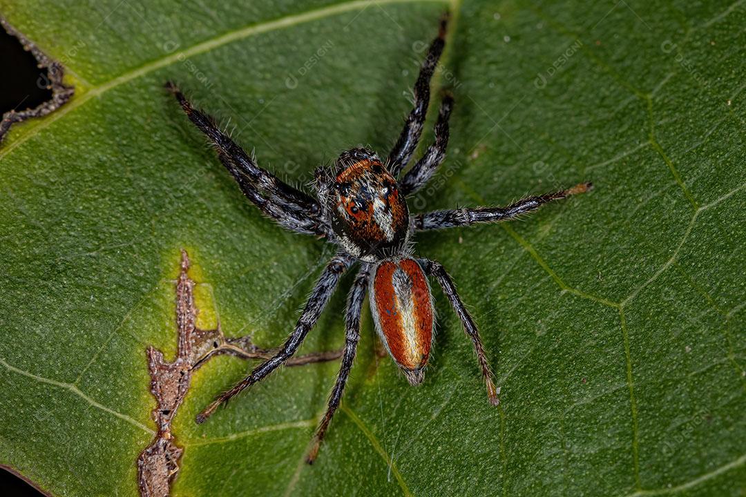 Aranha Saltadora Macho Adulto do Gênero Frigga Imagem JPG