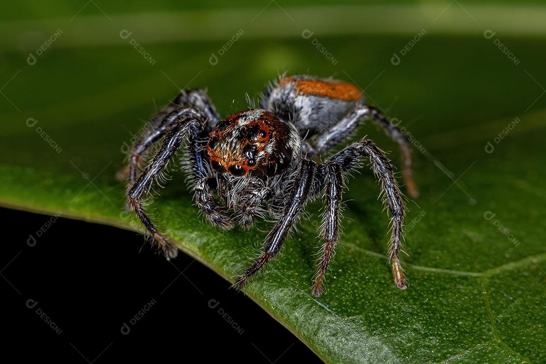 Aranha Saltadora Macho adulto da Subtribo Dendryphantina Imagem JPG