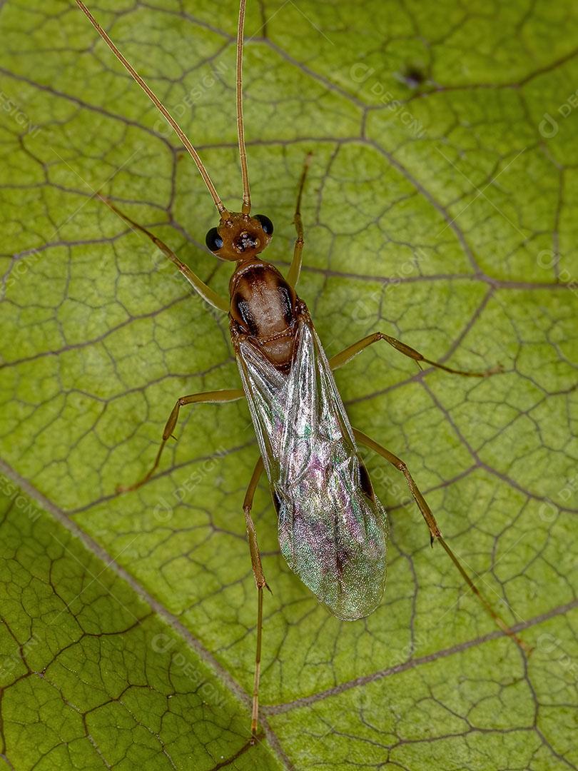 Formiga de Armadilha Comum Macho Adulto Imagem JPG