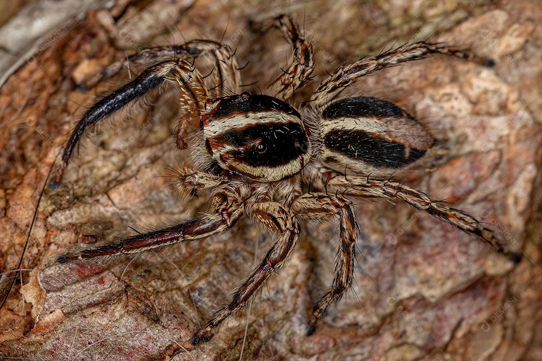 Aranha de Salto Pantropical Macho Adulto Imagem JPG