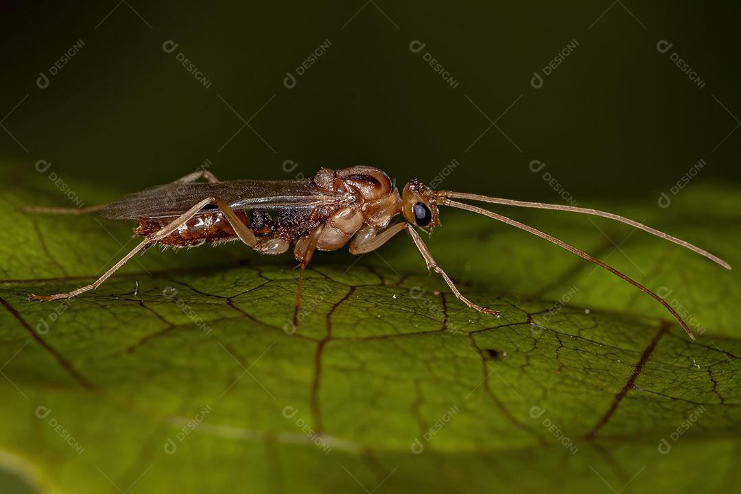 Formiga de Armadilha Comum Macho Imagem JPG