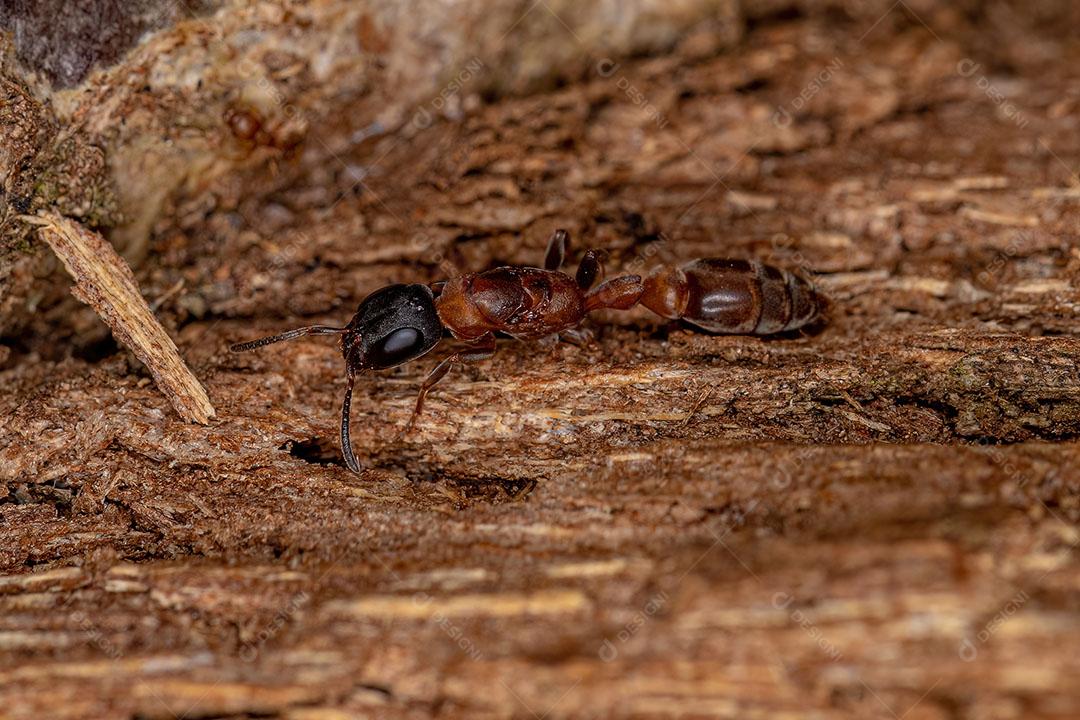 Formiga Rainha Galho Adulta Foto Imagem