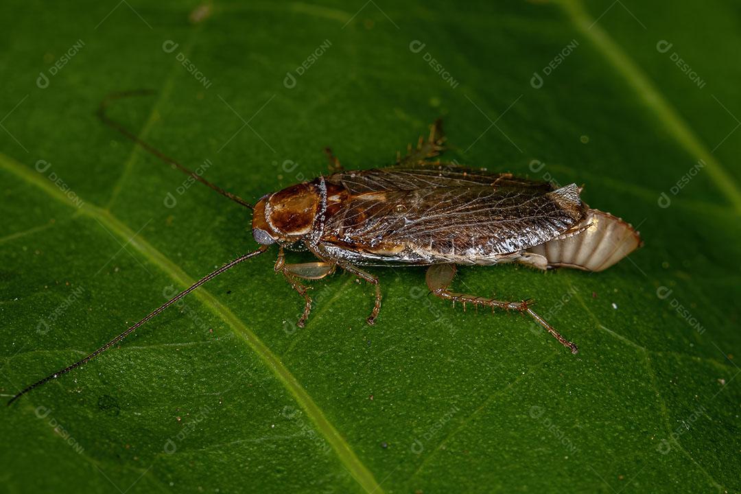 Barata de Madeira Fêmea Adulta Imagem JPG