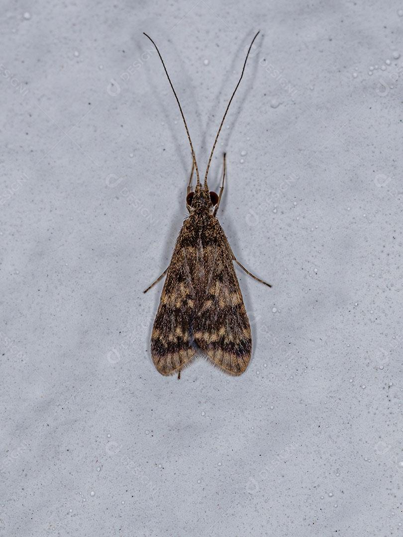 Caddisfly de Giro Líquido Adulto Imagem JPG