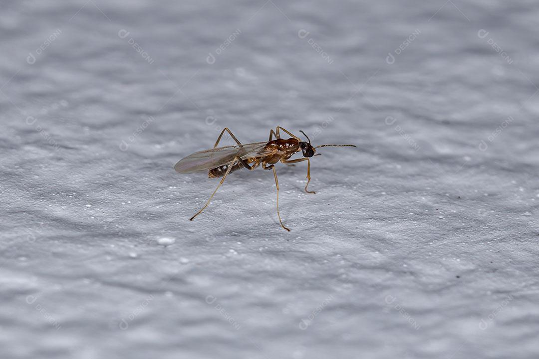 Formiga Aranha Macho Adulto Imagem JPG