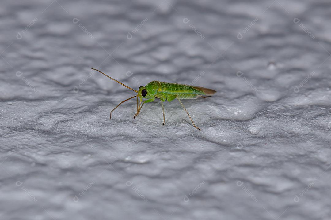 Inseto de Planta Adulto da Família Miridae Imagem JPG
