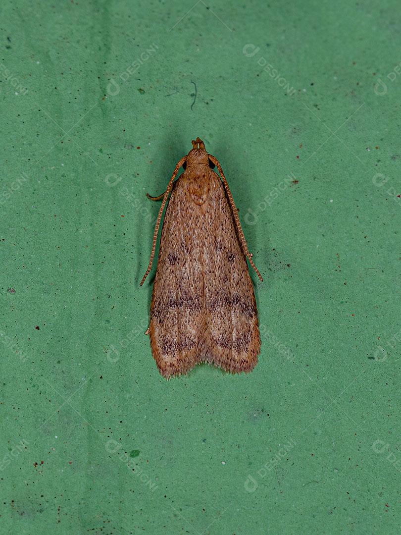 Mariposa Adulta de Chifre Curvo da Superfamília Gelechioidea Imagem JPG