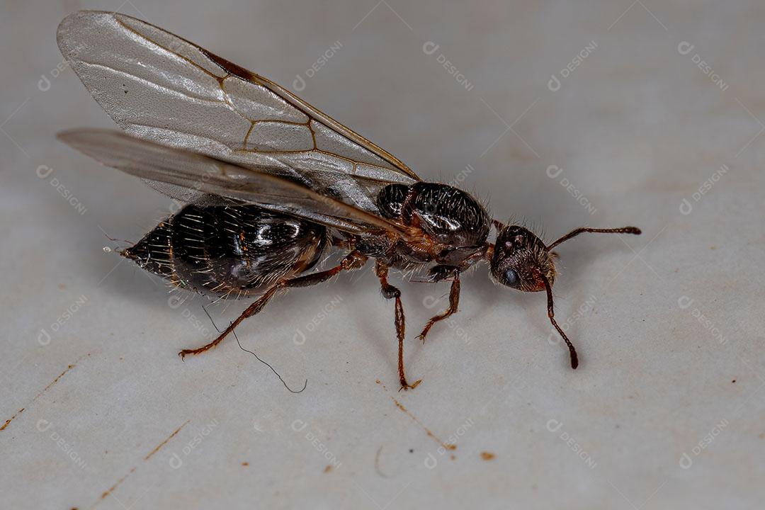 Coquetel Alado Feminino Adulto Formiga Rainha do Gênero Crematogaster Imagem JPG