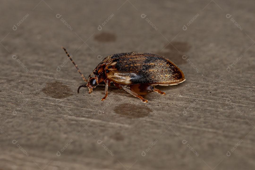 Besouro do Pântano Adulto Imagem JPG