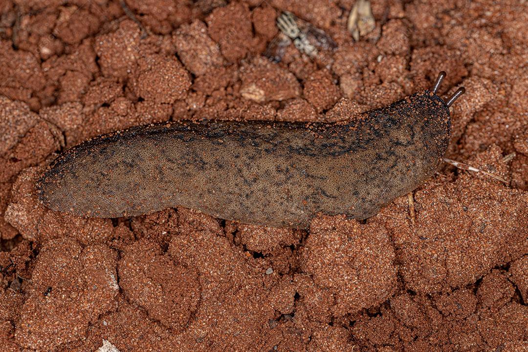 Lesma Folha de Couro Adulto Imagem JPG