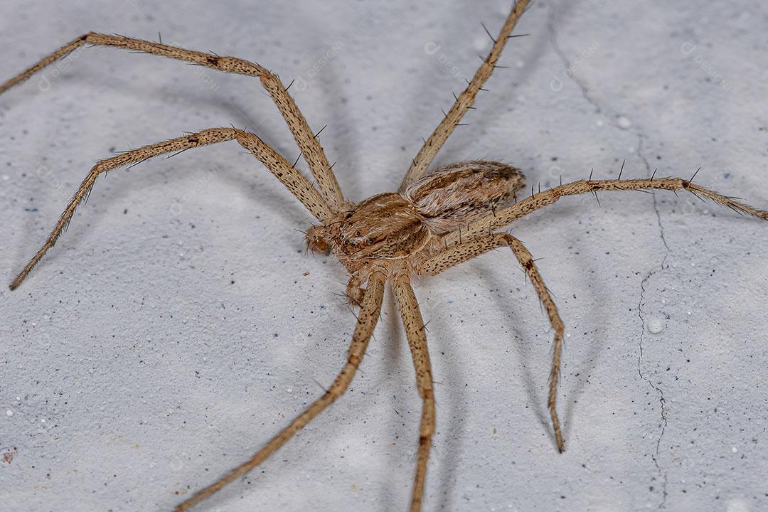 Aranha Garanguejo Corredor Macho Adulto Imagem JPG