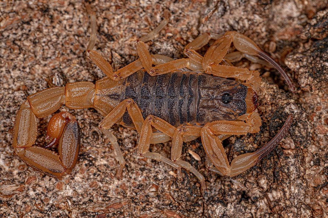 Escorpião Amarelo Brasileiro Fêmea Adulta Imagem JPG