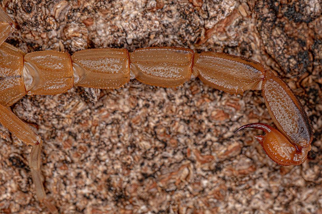 Escorpião Amarelo Brasileiro Fêmea Adulta Imagem JPG