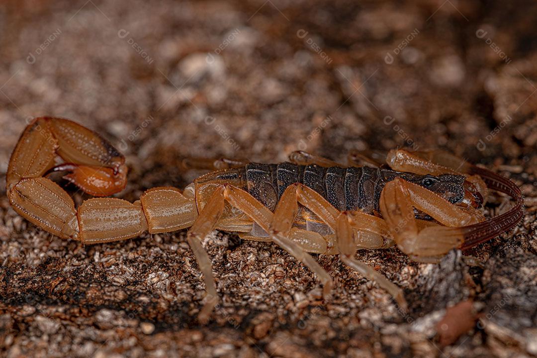 Escorpião Amarelo Brasileiro Fêmea Adulta Imagem JPG