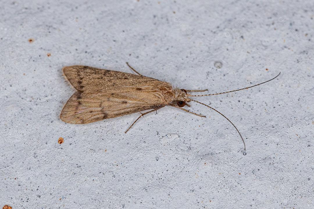 Inseto Mariposa adulto da Ordem Lepidoptera Imagem JPG