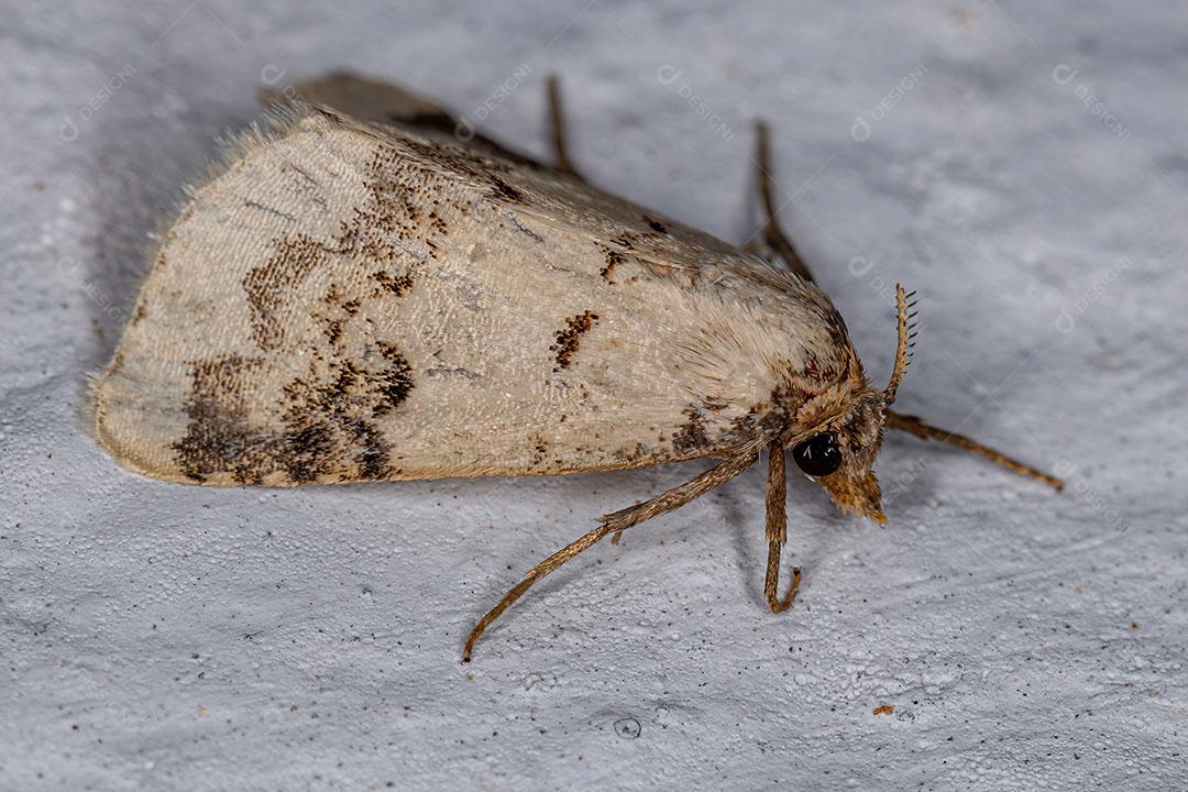 Inseto Mariposa adulto da Ordem Lepidoptera Imagem JPG