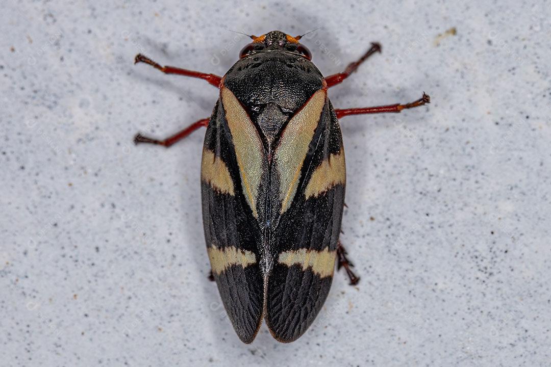 Inseto Froghopper adulto da Espécie Deois Flavopicta Imagem JPG