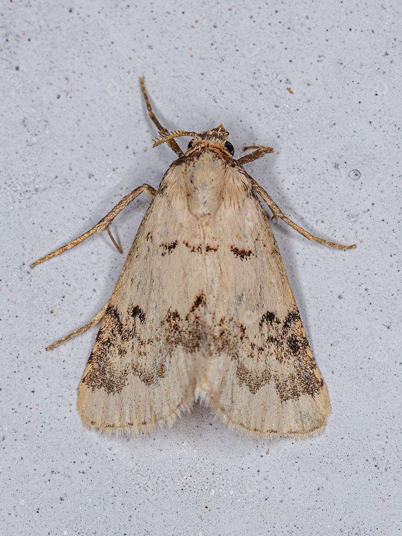 Inseto Mariposa adulto da Ordem Lepidoptera Imagem JPG