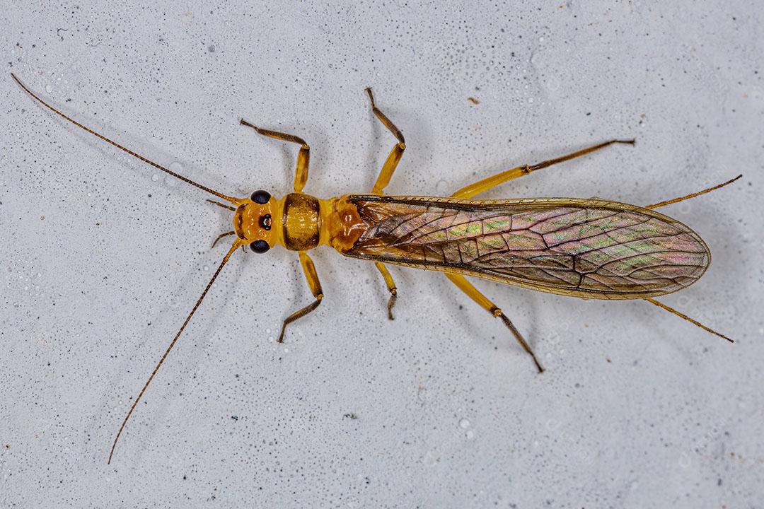 Inseto Fêmea Adulta Comum Stonefly da Família Perlidae em Oviposição Imagem JPG