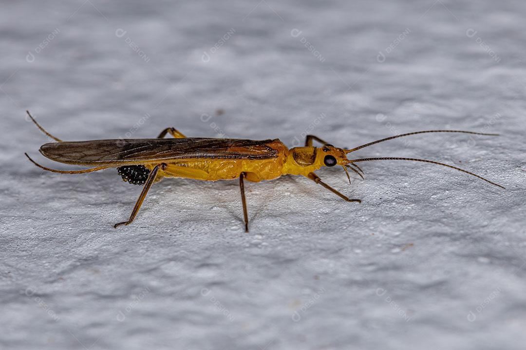 Inseto Fêmea Adulta Comum Stonefly da Família Perlidae em Oviposição Imagem JPG