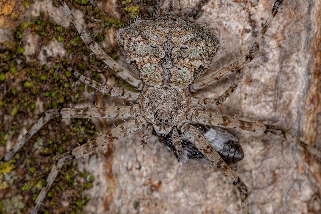 Aranha Longspinneret Adulta da Família Hersiliidae Atacando um Besouro Imagem JPG