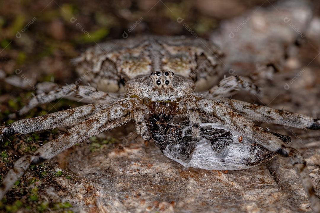 Aranha Longspinneret Adulta da Família Hersiliidae Atacando um Besouro Imagem JPG